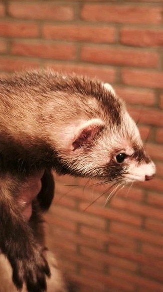 fretje tekoop en vrouwtje ze is tam 6maand oud, Dieren en Toebehoren, Mei
