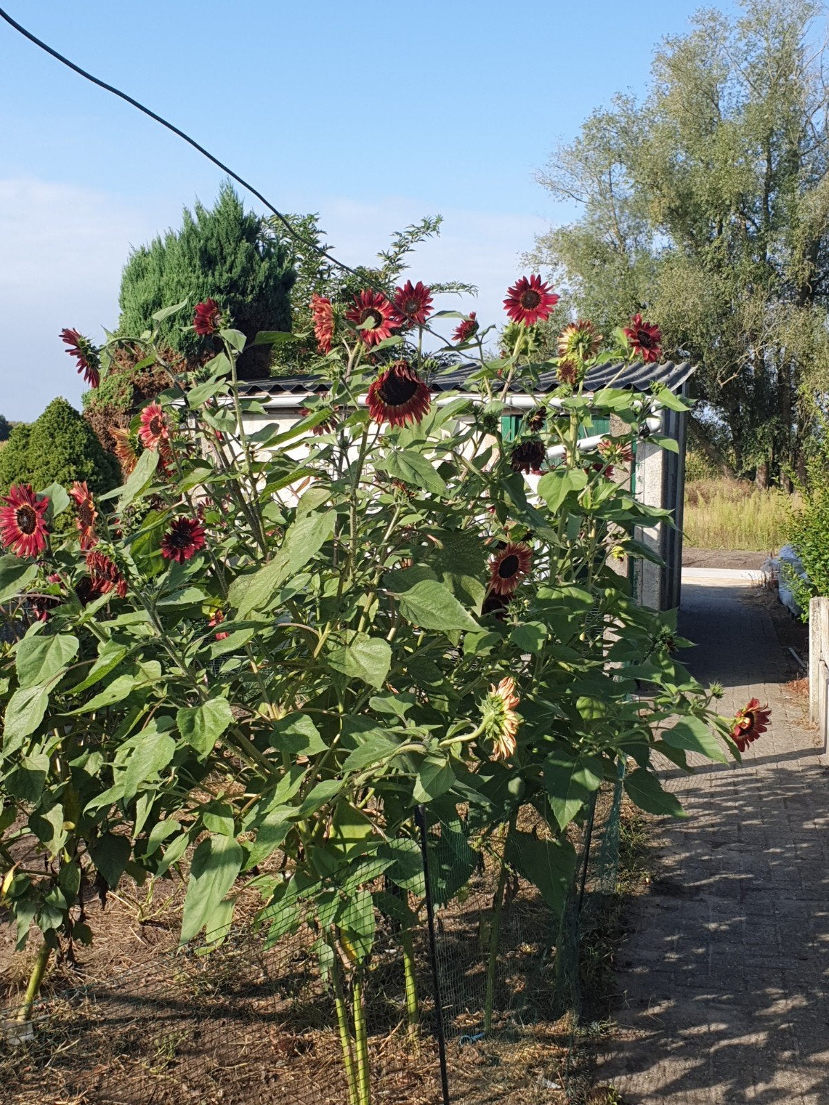 Zonnebloem 'Velvet Queen' – Grote Zaadkop – Oogst 2026, Enlèvement ou Envoi, 100 à 250 cm, Plein soleil, Autres espèces