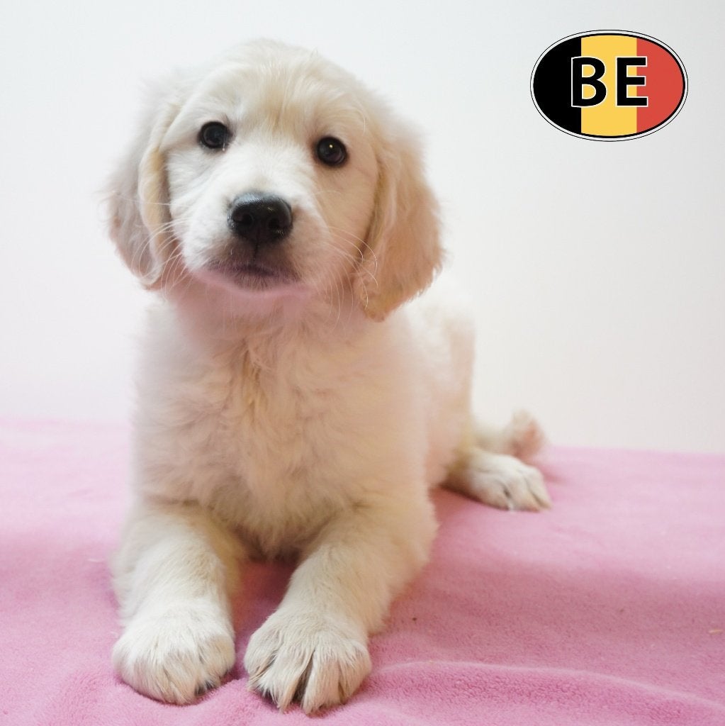Golden Retriever - chiots belges à vendre, Golden retriever, Commerçant, Maladie de Carré (chiens), 8 à 15 semaines