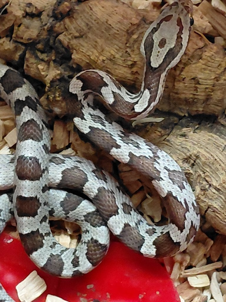 Tanery Motley (femme) - novembre 2026, Animaux & Accessoires, Serpent, 0 à 2 ans