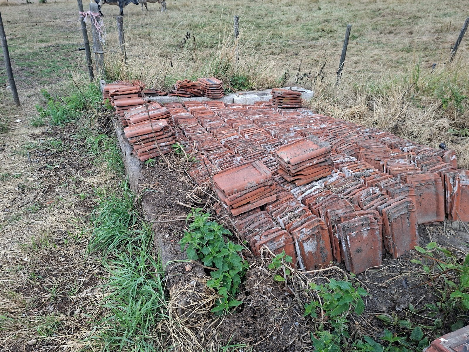 Dakpannen rood groot aantal 400, Ophalen, Dakpannen