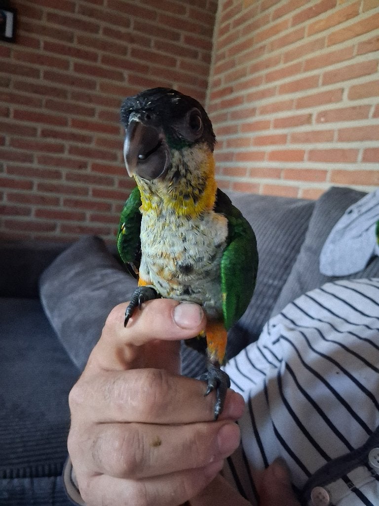 Handtamme Zwartkop caique's, Dieren en Toebehoren, Vogels | Parkieten en Papegaaien, Meerdere dieren, Parkiet, Geringd
