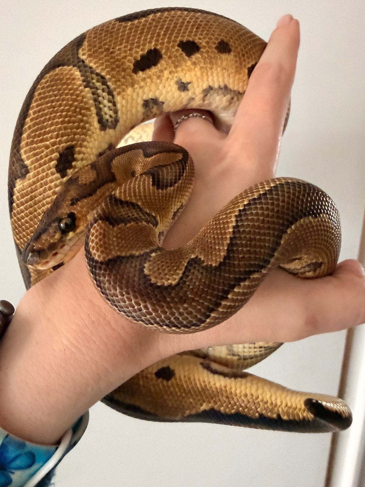 0.1 Red Stripe Clown 66% poss. het Ultramel ‘25, Dieren en Toebehoren, Reptielen en Amfibieën, Slang