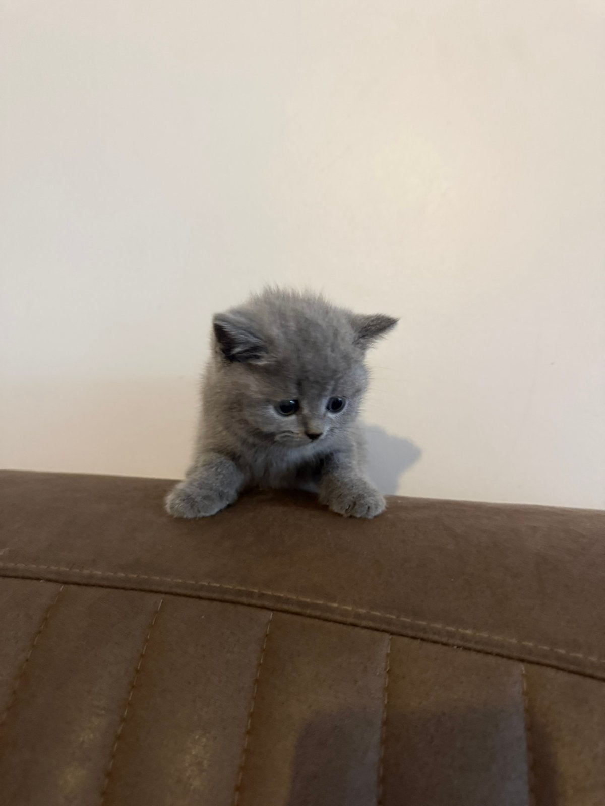 Britse korthaar, Plusieurs animaux, Vermifugé, 0 à 2 ans
