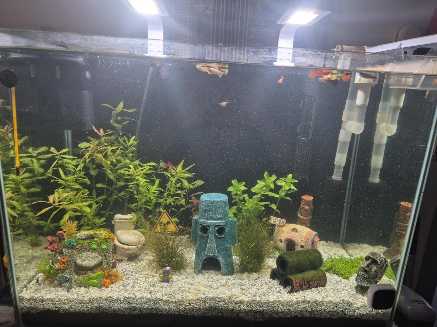 volledige aquarium met alle toebehoren, Enlèvement