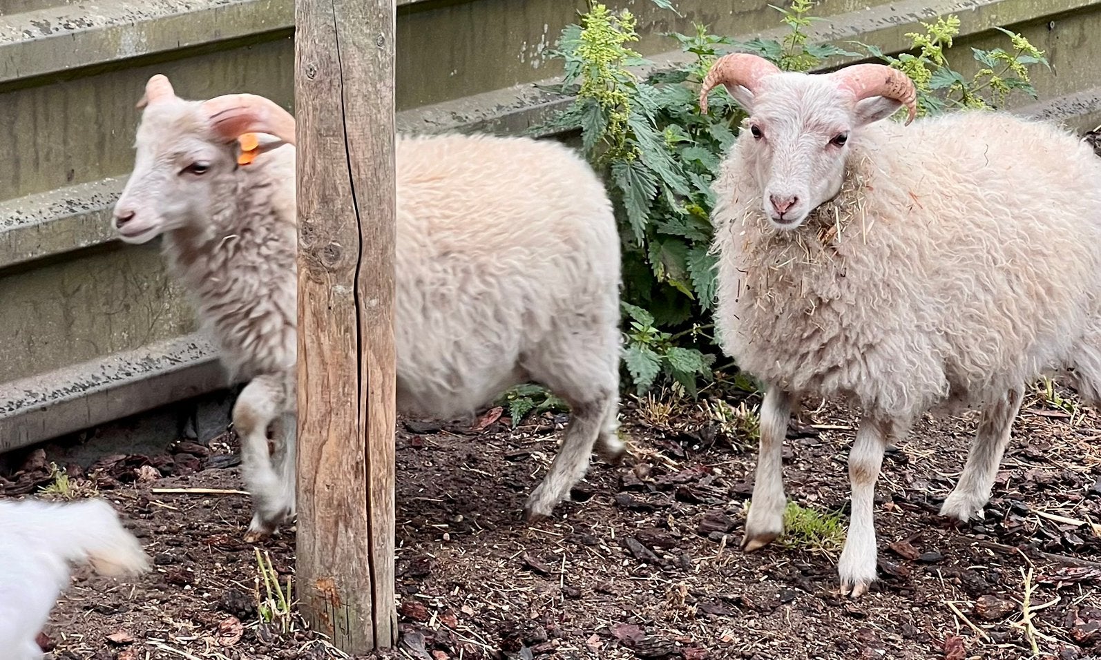Ouessant dwergschaap rammetjes, Dieren en Toebehoren, Schapen, Geiten en Varkens, Mannelijk, Schaap, 0 tot 2 jaar