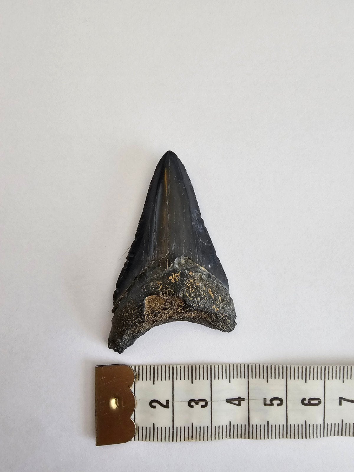 Megalodon tand, USA peace river, Ophalen of Verzenden