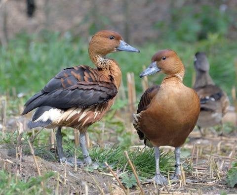 Sierenden - Gele Boomeend, Dieren en Toebehoren, Pluimvee, Meerdere dieren, Eend