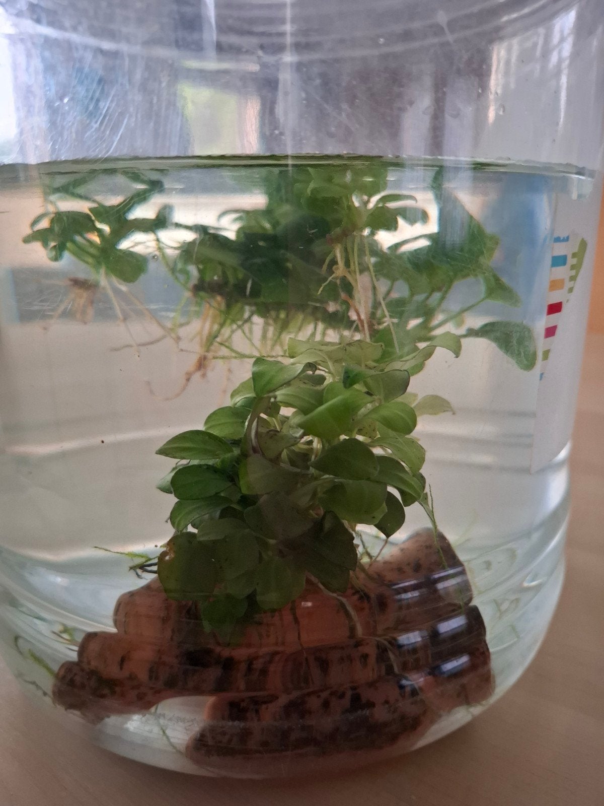 aqariumplanten, Ophalen, Gebruikt, Decoratie