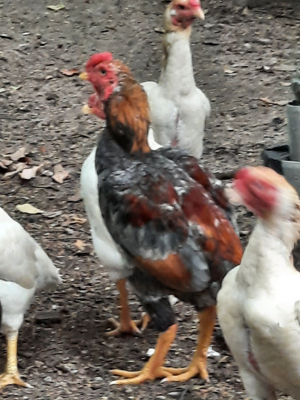 shamo-kriel-haantje, Animaux & Accessoires, Volatiles, Mâle, Poule ou poulet