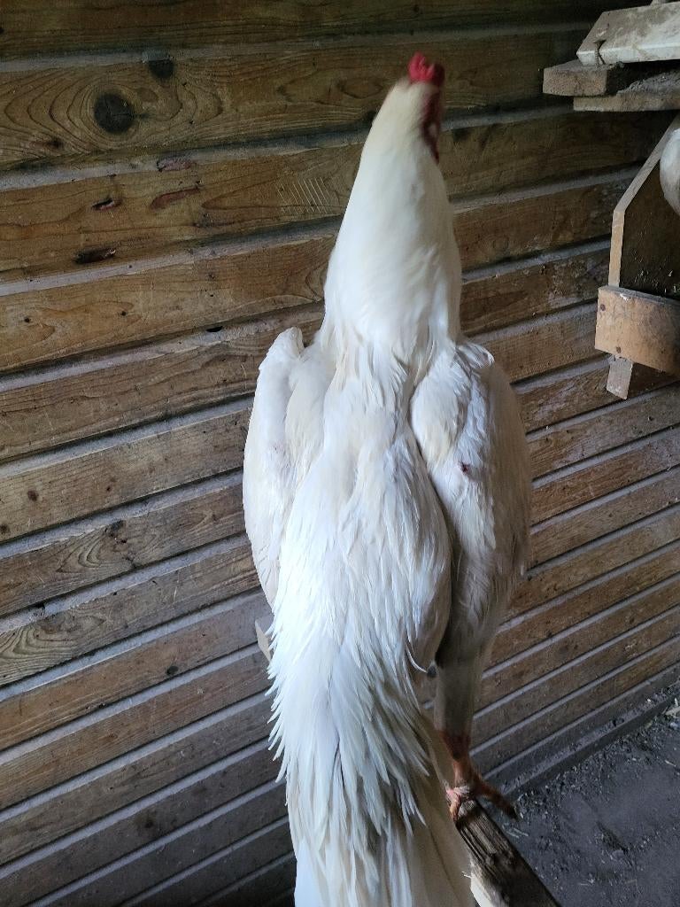 O shamo haan te koop, Dieren en Toebehoren