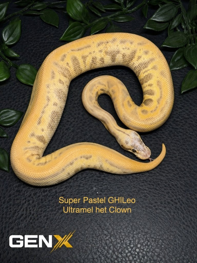 1.0 Super Pastel Ghi Leo Ultramel het Clown, Dieren en Toebehoren, Reptielen en Amfibieën, Slang, Tam, 0 tot 2 jaar