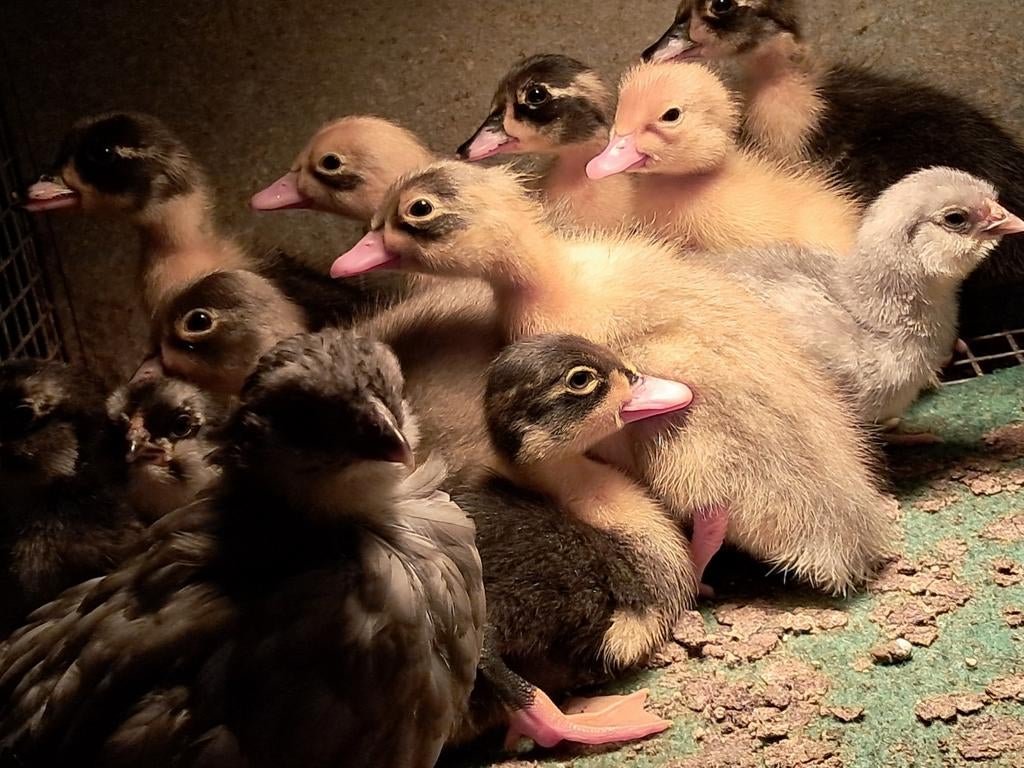 Eendenkuikens, Canard