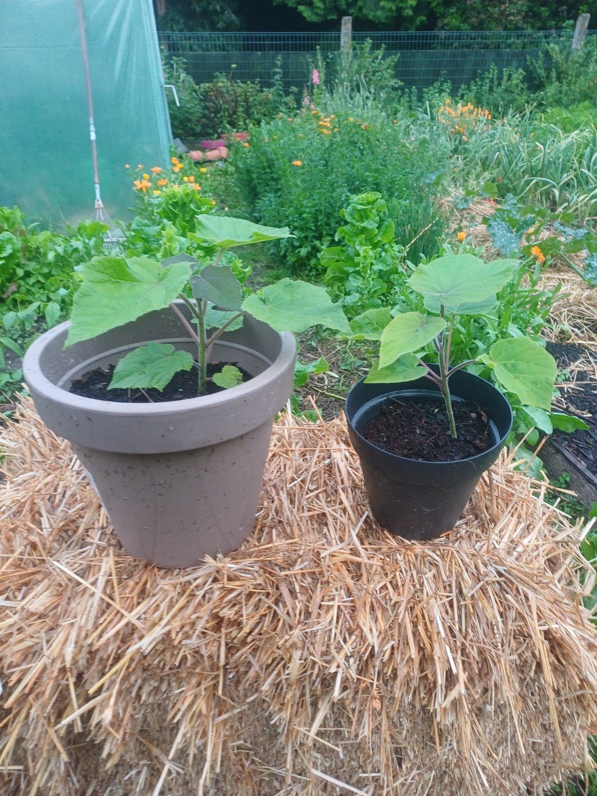 Langue Anna Paulownia Shan, Enlèvement, Printemps, Plante fixe, Autres espèces