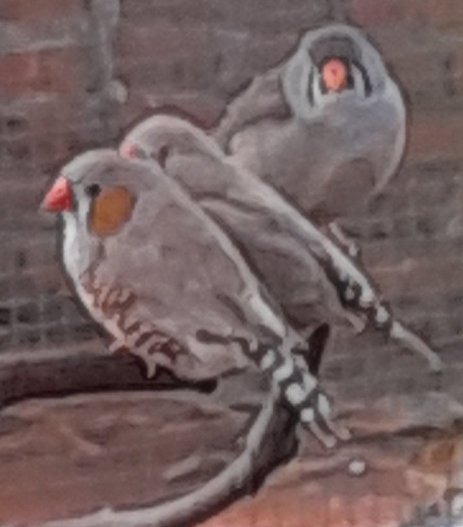 pinson zèbre, Plusieurs animaux, Oiseau chanteur sauvage