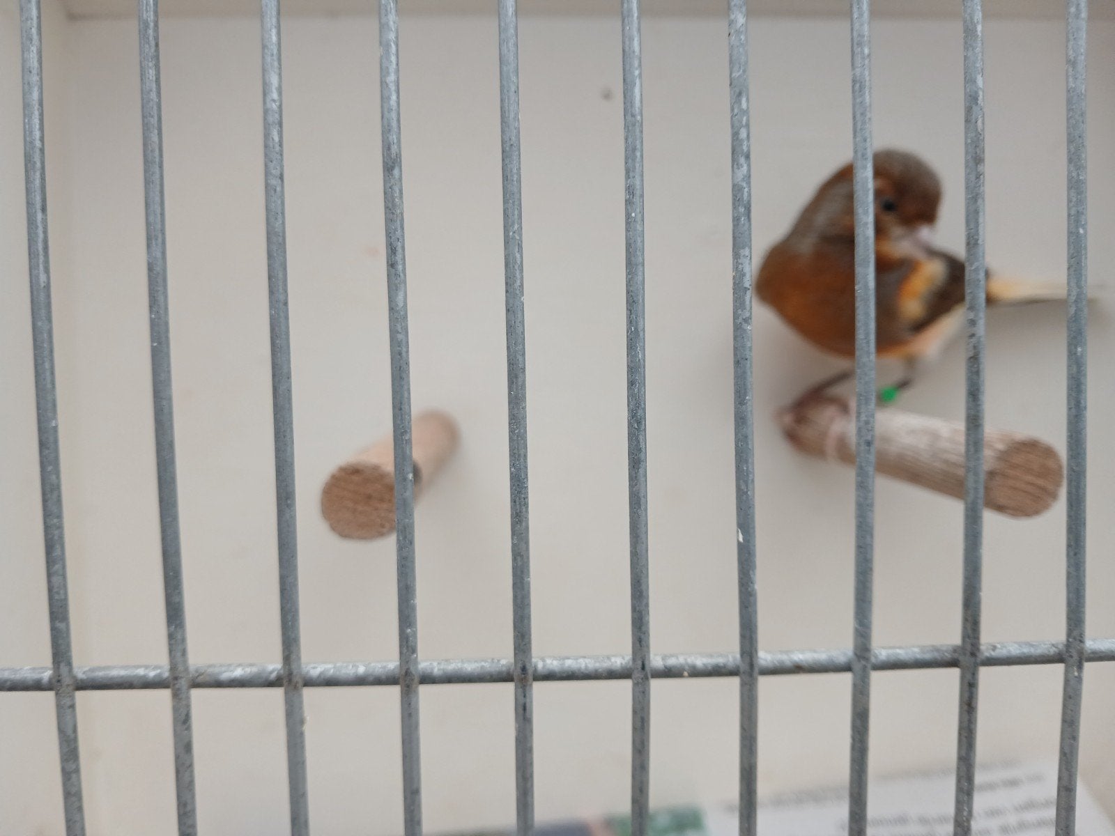 kanarie man, Dieren en Toebehoren, Mannelijk