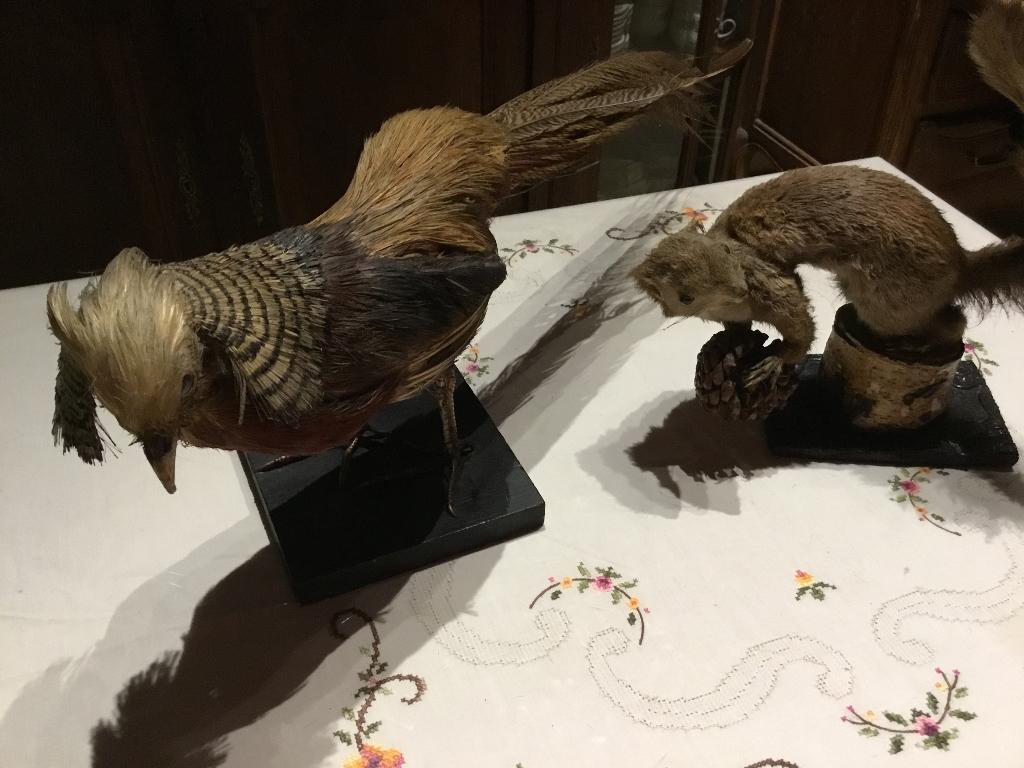 Taxidermie fazant en eekhoorn, Antiek en Kunst, Ophalen