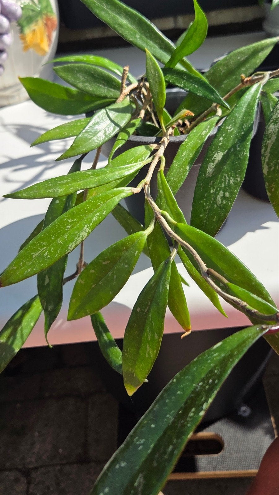 Hoya, Enlèvement ou Envoi