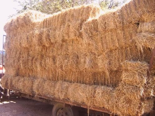 ZELF AFHALEN of LEVEREN van kleine botten of balen HOOI, Dieren en Toebehoren, Schapen, Geiten en Varkens