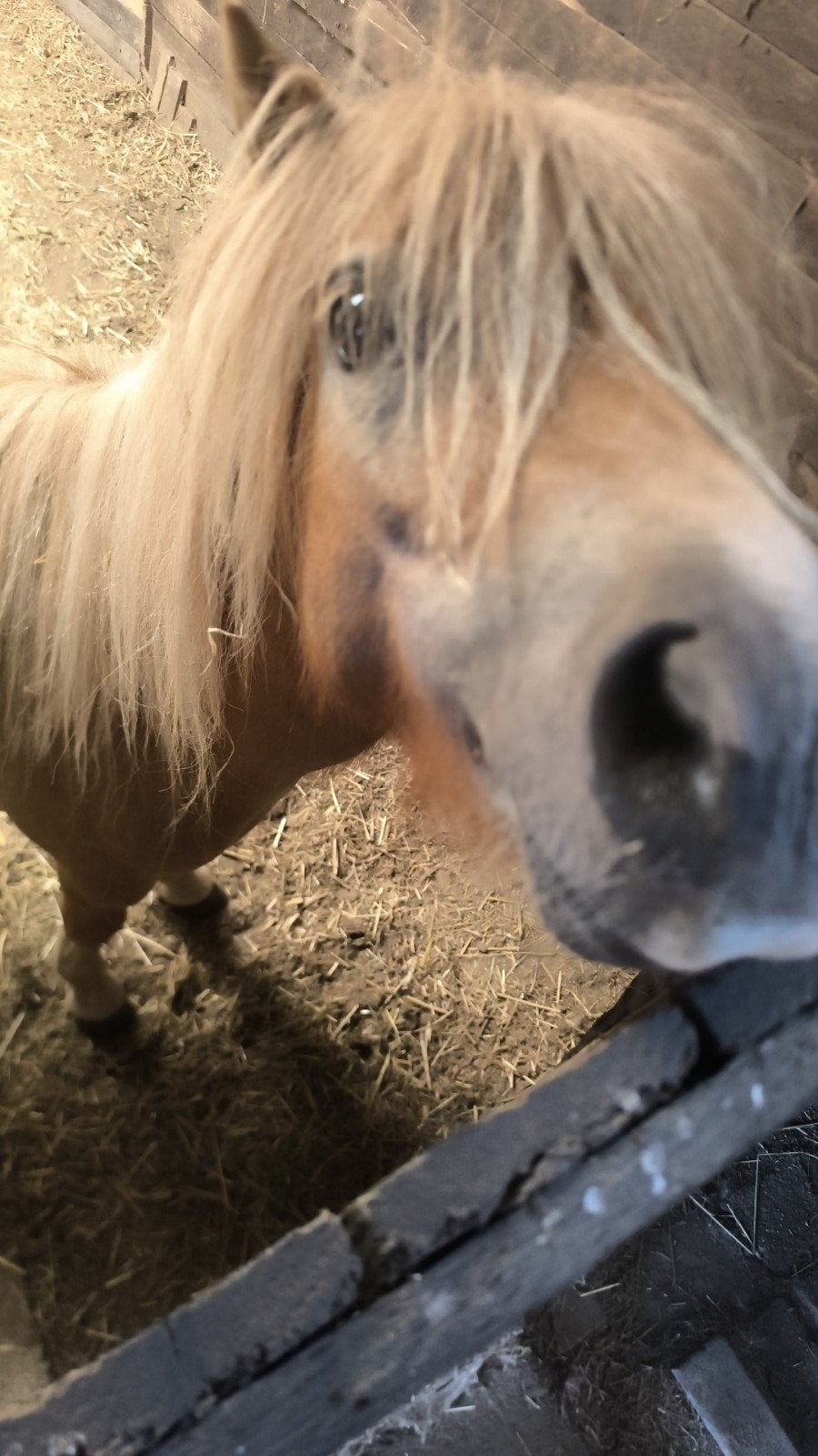 Halve stal/verzorg(st)er gezocht – Regio Lier, Dieren en Toebehoren, 0 tot 2 jaar, Hengst, A pony (tot 1.17m), Met stamboom