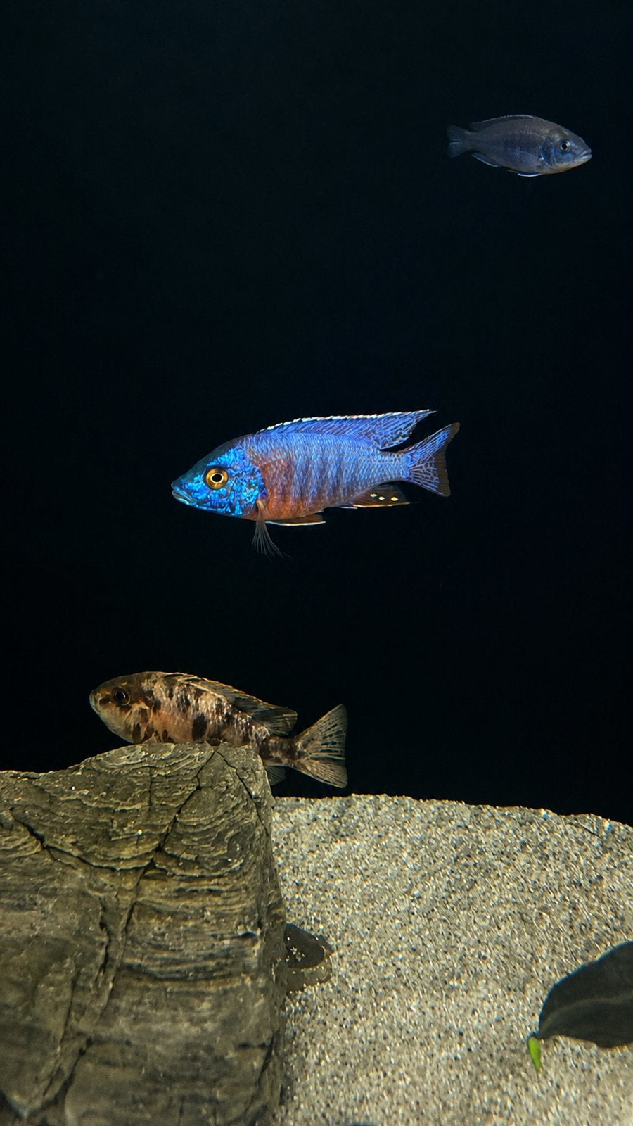 Aulonocara Multicolor OB, Animaux & Accessoires, Poissons | Poissons d'aquarium