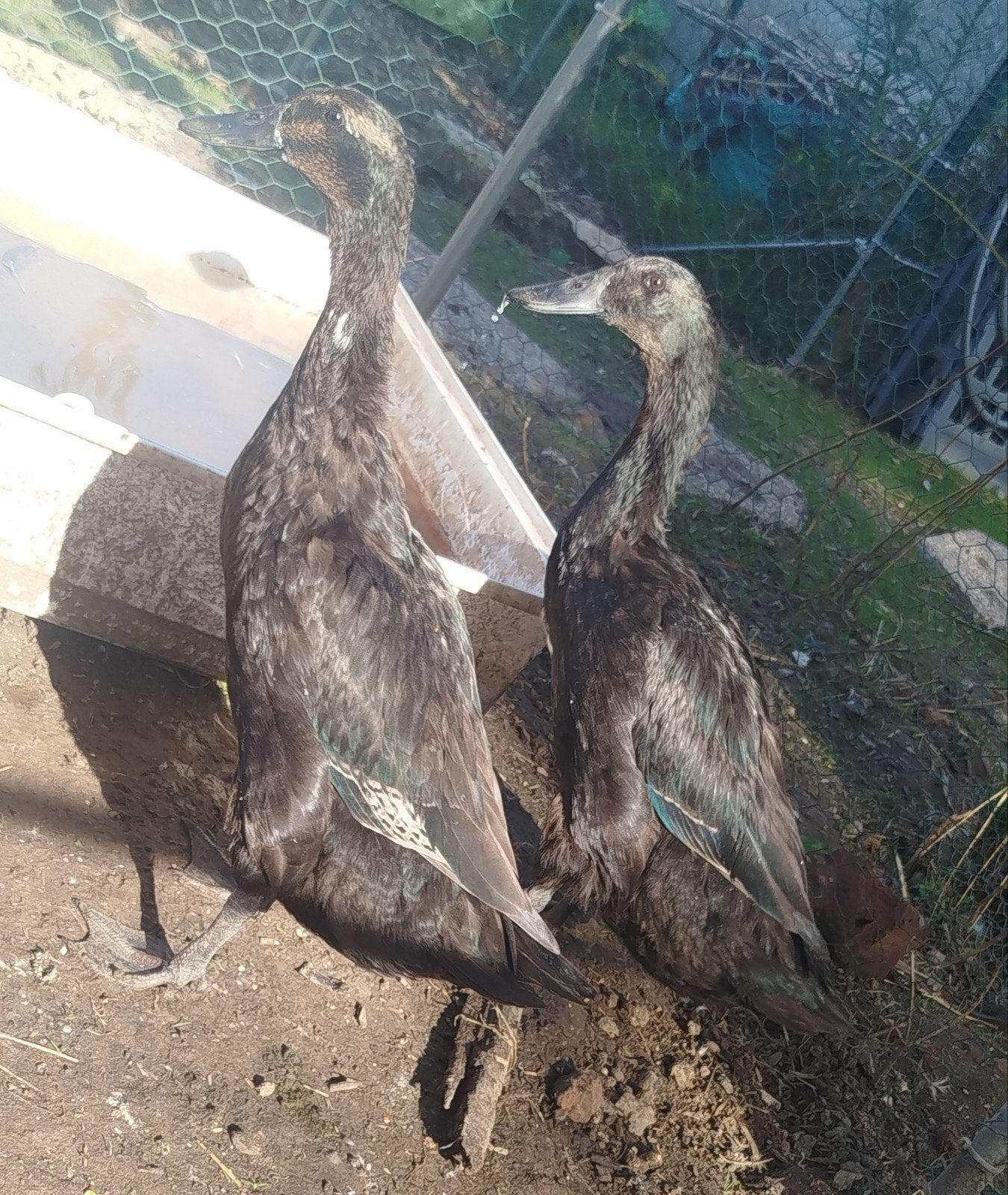2 coureurs indien, Animaux & Accessoires, Volatiles, Plusieurs animaux, Canard