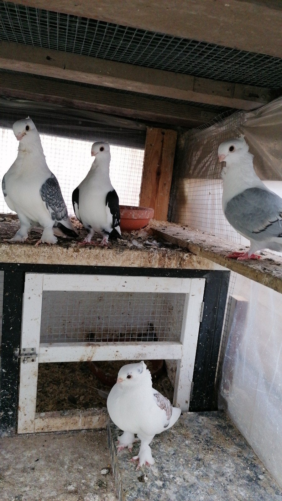 Pigeons a cravate à céder