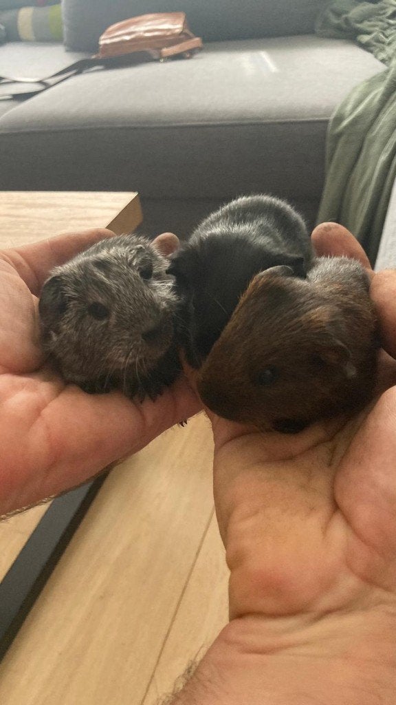 Jonge cavia's, Animaux & Accessoires, Rongeurs, Août, Plusieurs animaux, Cobaye