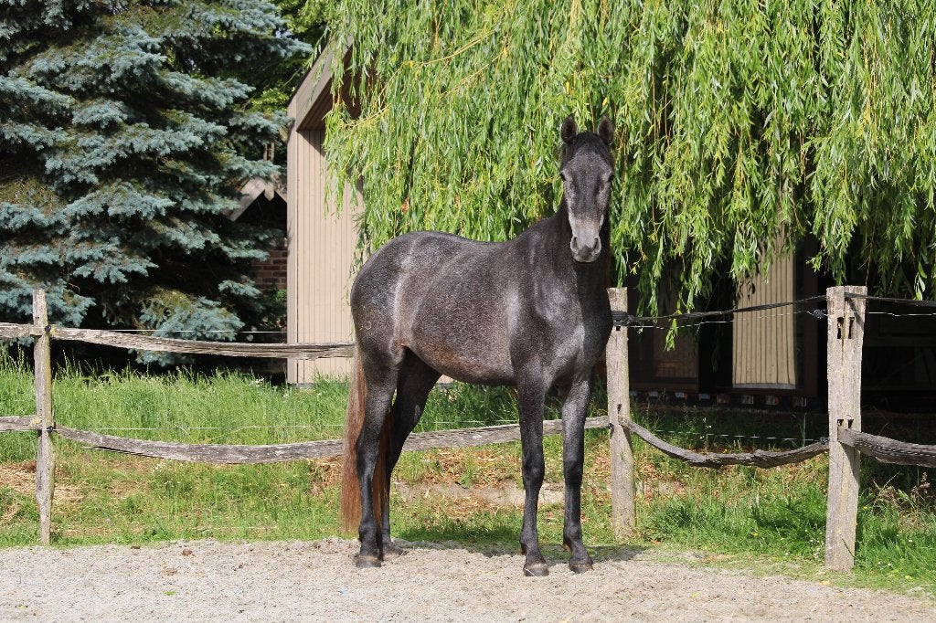 Tweejarige, grote PRE merrie - rechtstreeks van fokker, Dieren en Toebehoren, Paarden, Merrie, Niet van toepassing, Met stamboom
