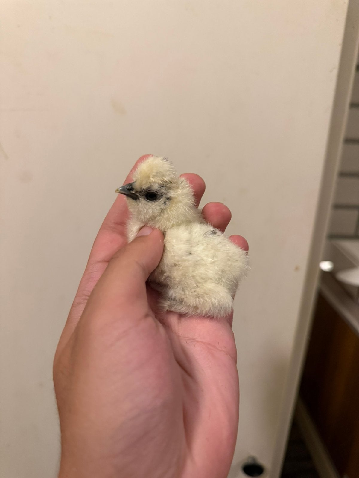 Leuke Usa zijdehoen kuikens, Dieren en Toebehoren, Pluimvee