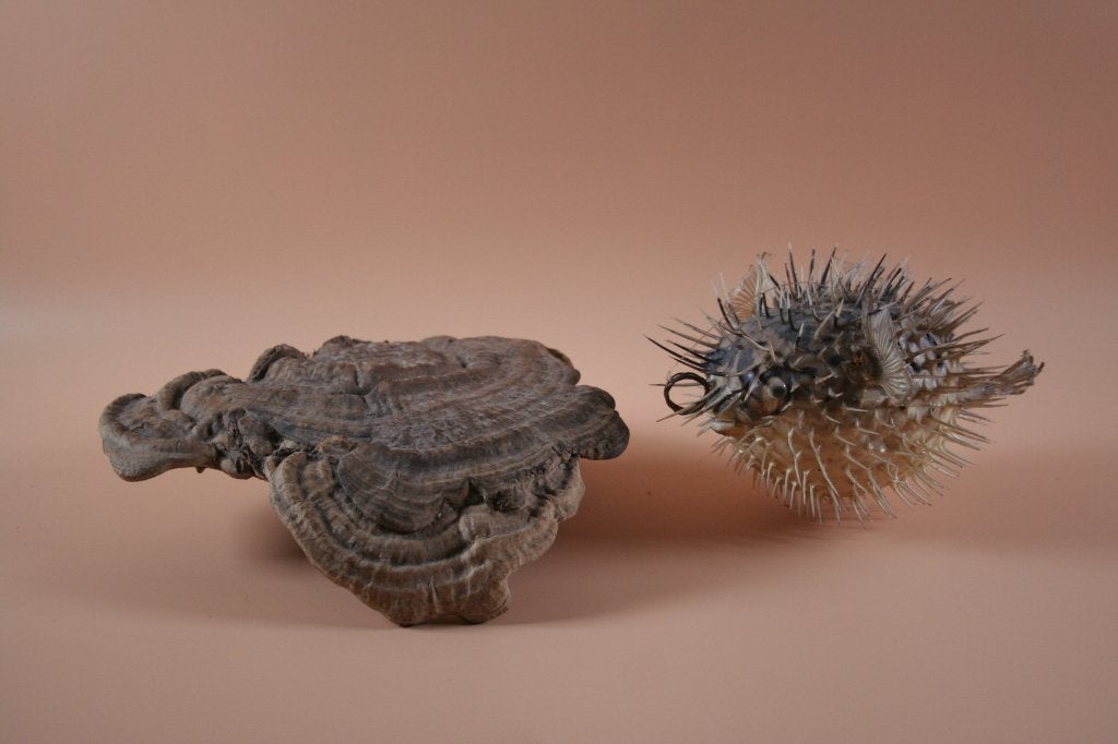 Opgezette taxidermie Kogelvis Egelvis, Ophalen