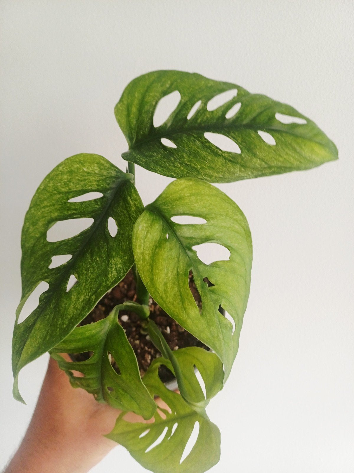 Monstera Adansonii Mint, Enlèvement ou Envoi