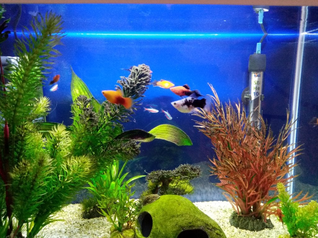Complete aquarium met visjes, Ophalen, Gebruikt, Overige merken, Gevuld zoetwateraquarium