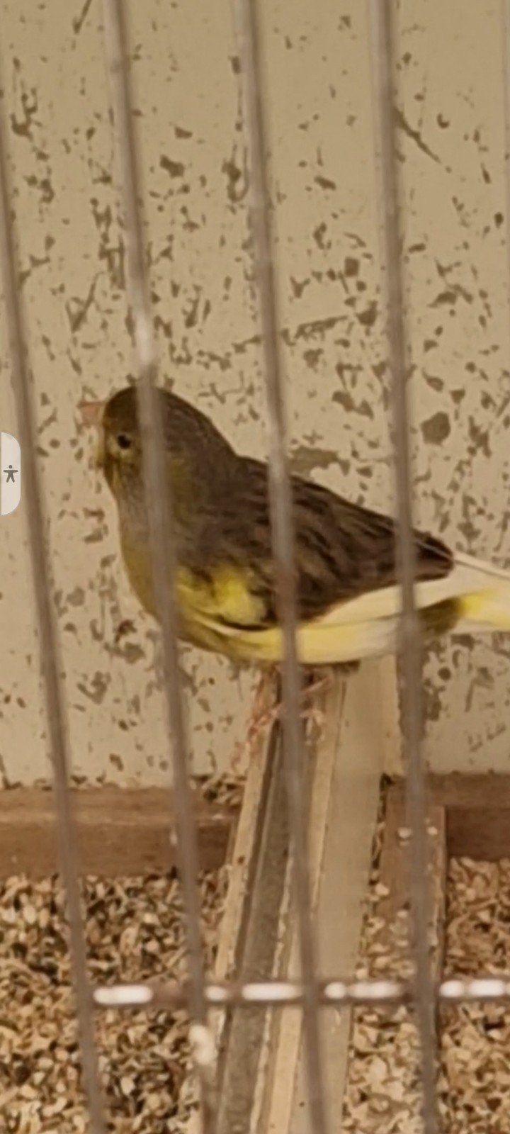 Kanarie man geel groen 2025., Mâle, Canari de couleur