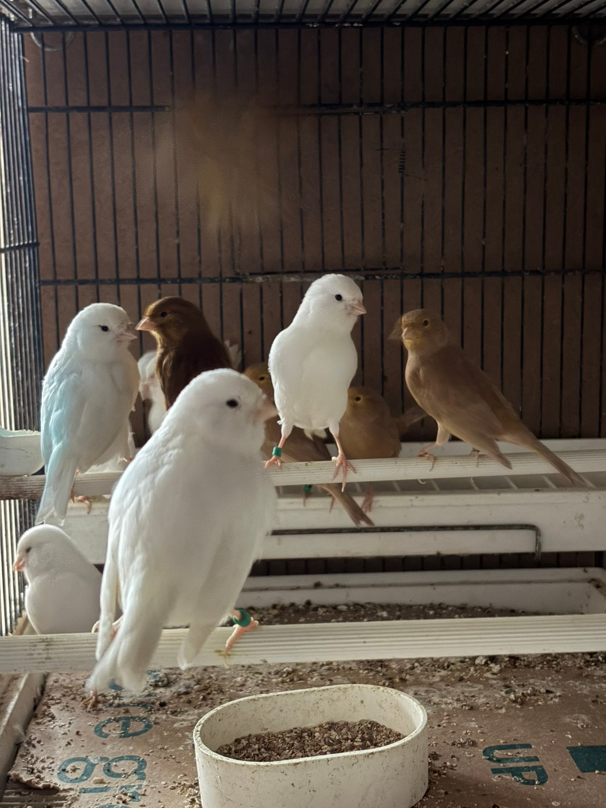 Kanaries, Dieren en Toebehoren
