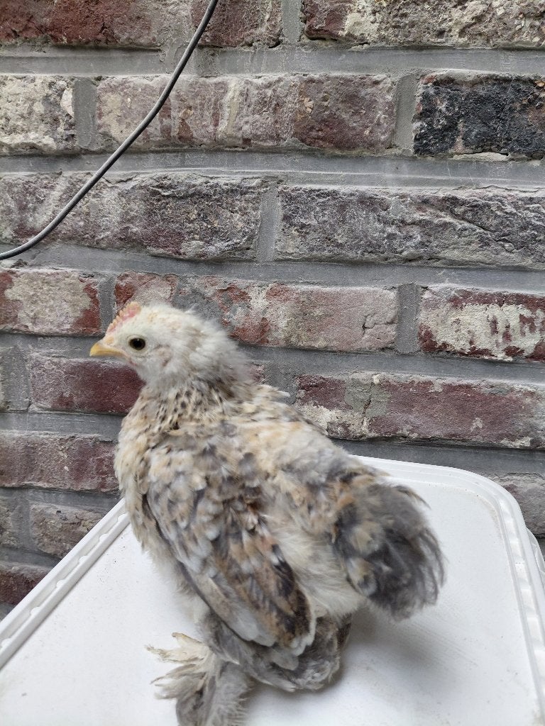 Kippen, Dieren en Toebehoren, Pluimvee, Vrouwelijk, Kip