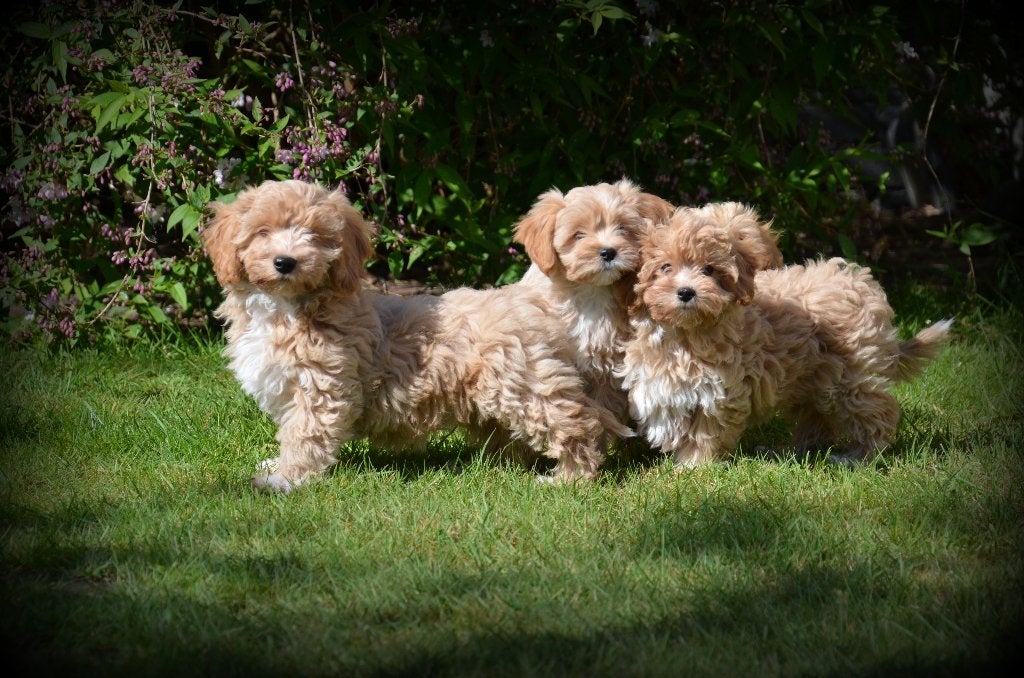 Chiots abricots Maltipoo, Animaux & Accessoires, Chiens | Chihuahuas & Chiens de compagnie, Plusieurs animaux, Autres races, Éleveur | Professionnel