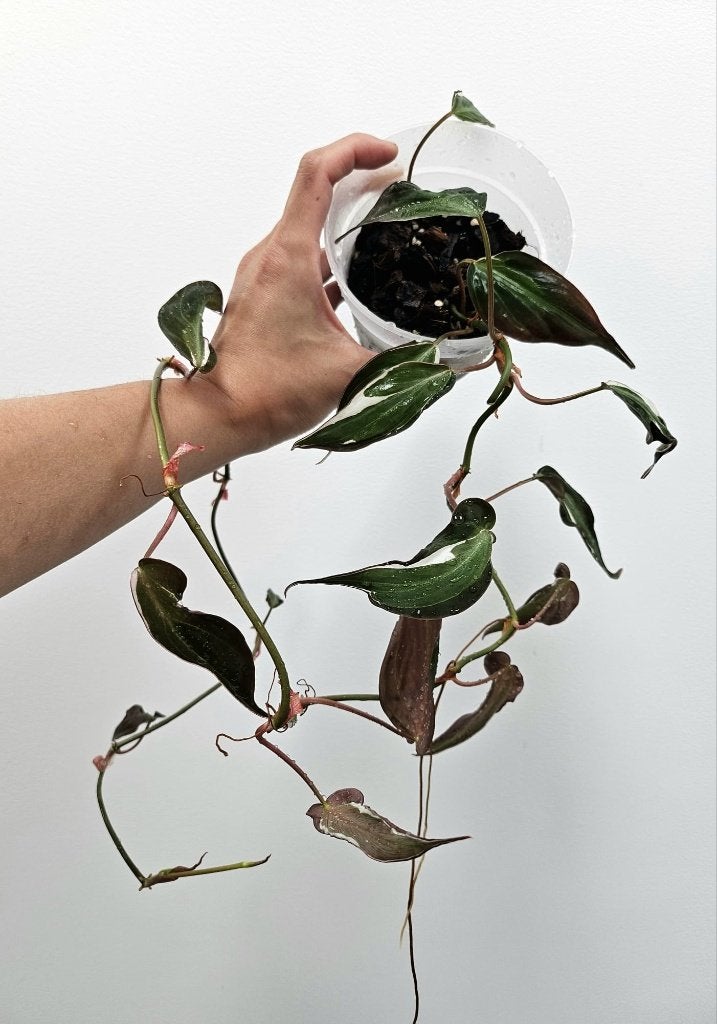 Philodendron Micans Halo variegata, Maison & Meubles, Plantes d'intérieur, Autres espèces, Moins de 100 cm, Plante verte, Ombre partielle