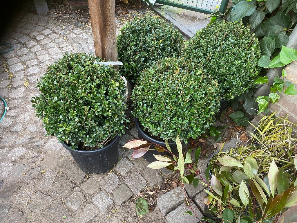 Ampoules Ilex et Yew, Jardin & Terrasse, Enlèvement, Taxus, Arbuste