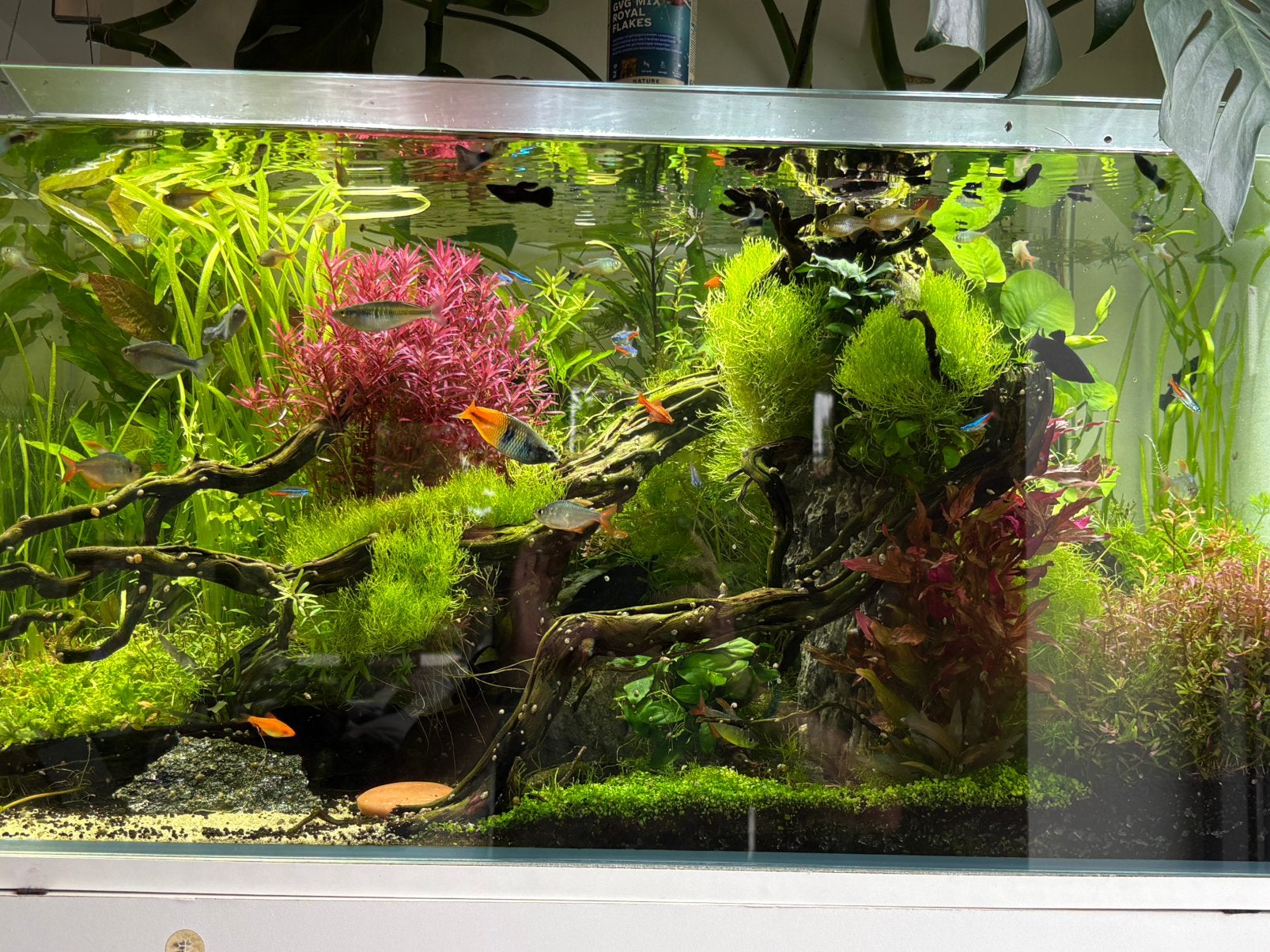 Planten te koop, Animaux & Accessoires, Enlèvement, Comme neuf