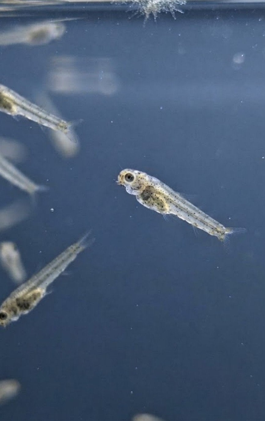 ​Gezonde mix jonge guppy's (1 week tot 2 maanden oud), Tuin en Terras, Ophalen