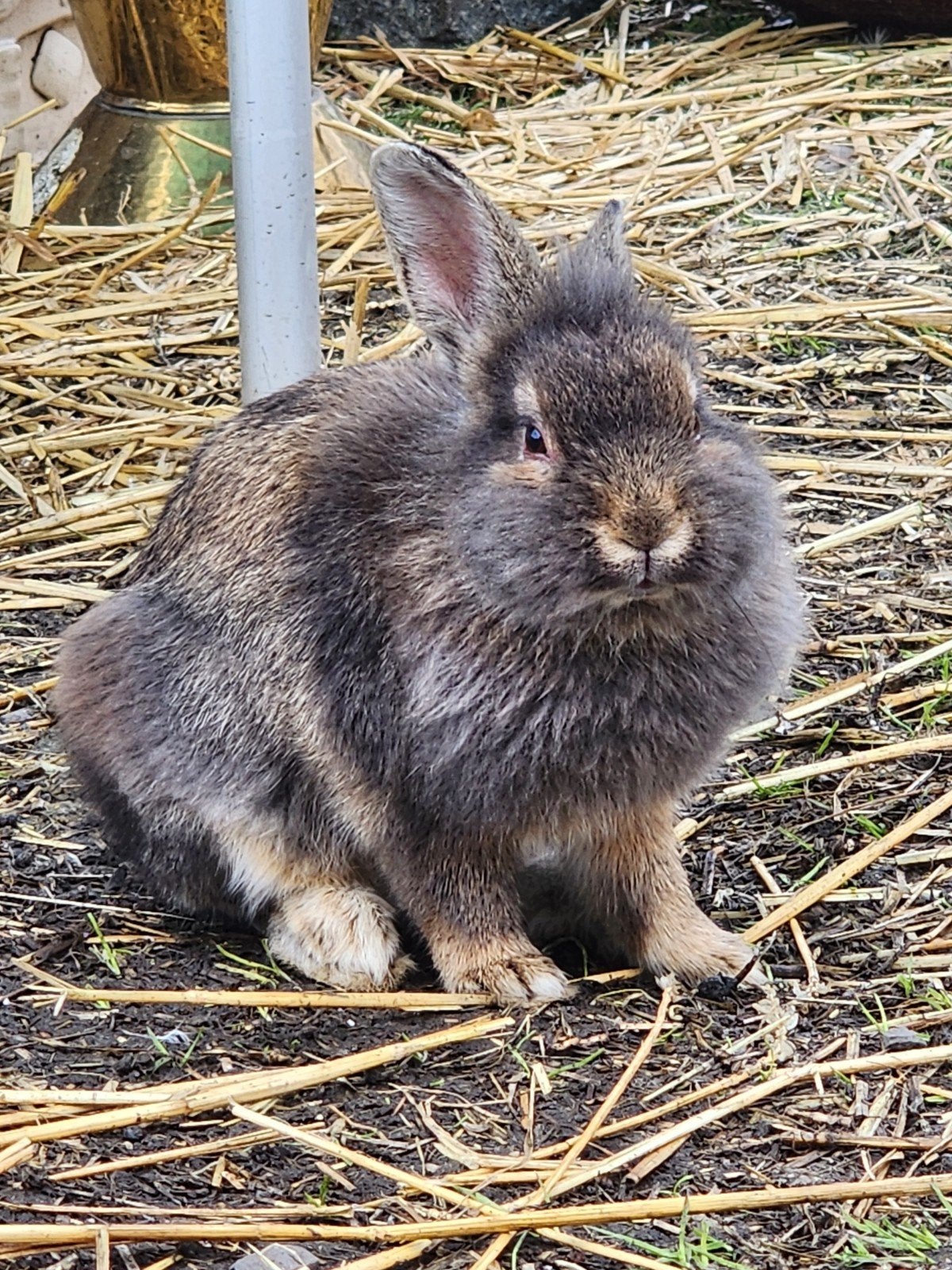 Lapin, Animaux & Accessoires, Rongeurs & Lapins | Accessoires, Enlèvement