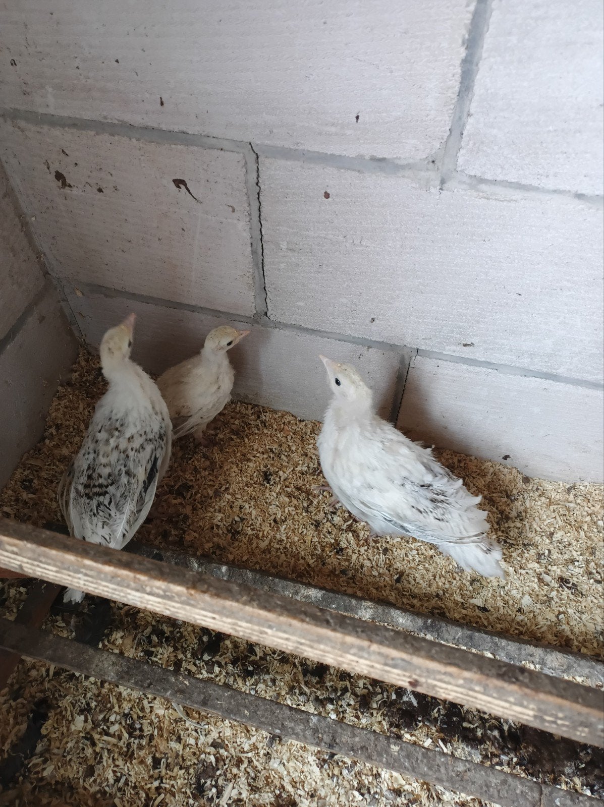 Kalkoen kuikens (ronquière), Dieren en Toebehoren, Pluimvee