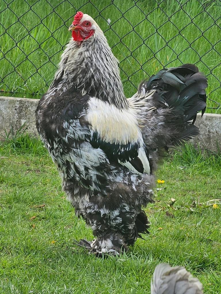 Brahma haan, Dieren en Toebehoren, Pluimvee