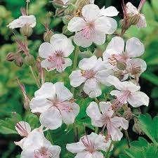 Geranium St'ola, Tuin en Terras, Planten | Tuinplanten, Ophalen, Halfschaduw