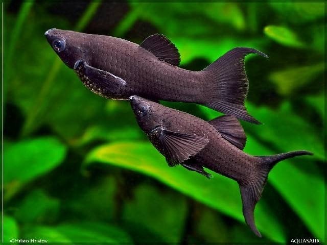 Black Molly's, Dieren en Toebehoren, Vis, Zoetwatervis, Schoolvis