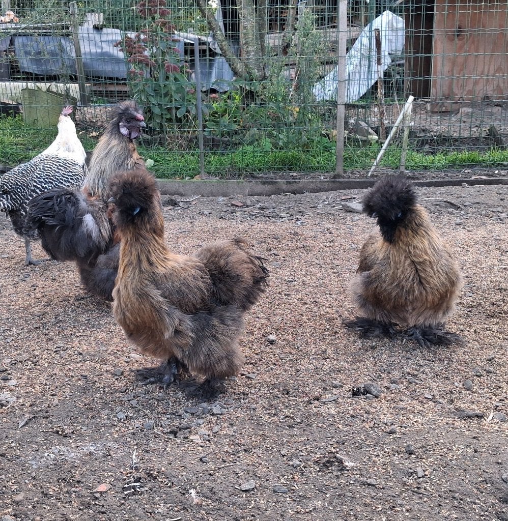 Toom zijdehoen krielen, Poule ou poulet