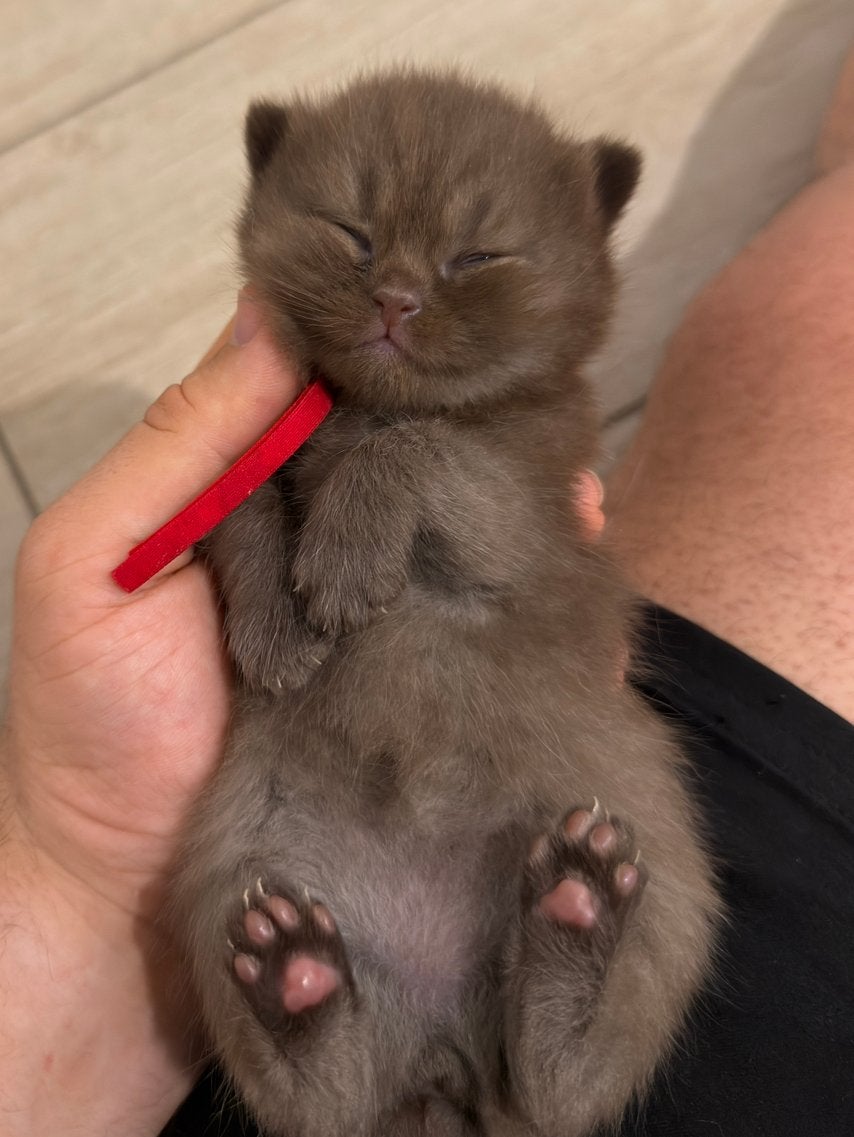 British Shorthair Chocolate - cinnamon - fawn/lilac, Dieren en Toebehoren, Katten en Kittens | Raskatten | Korthaar, Meerdere dieren