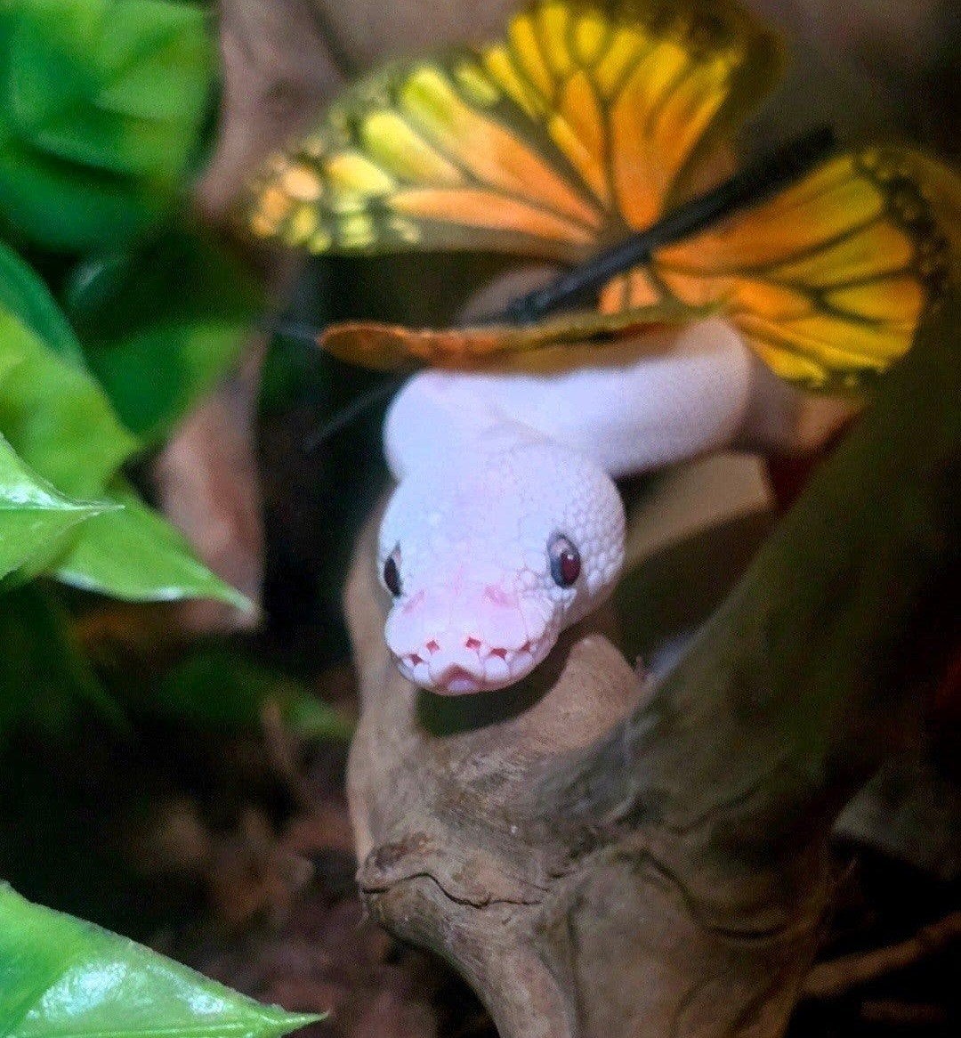 ballpython Blue Eyed lucy Ball Python photo 3