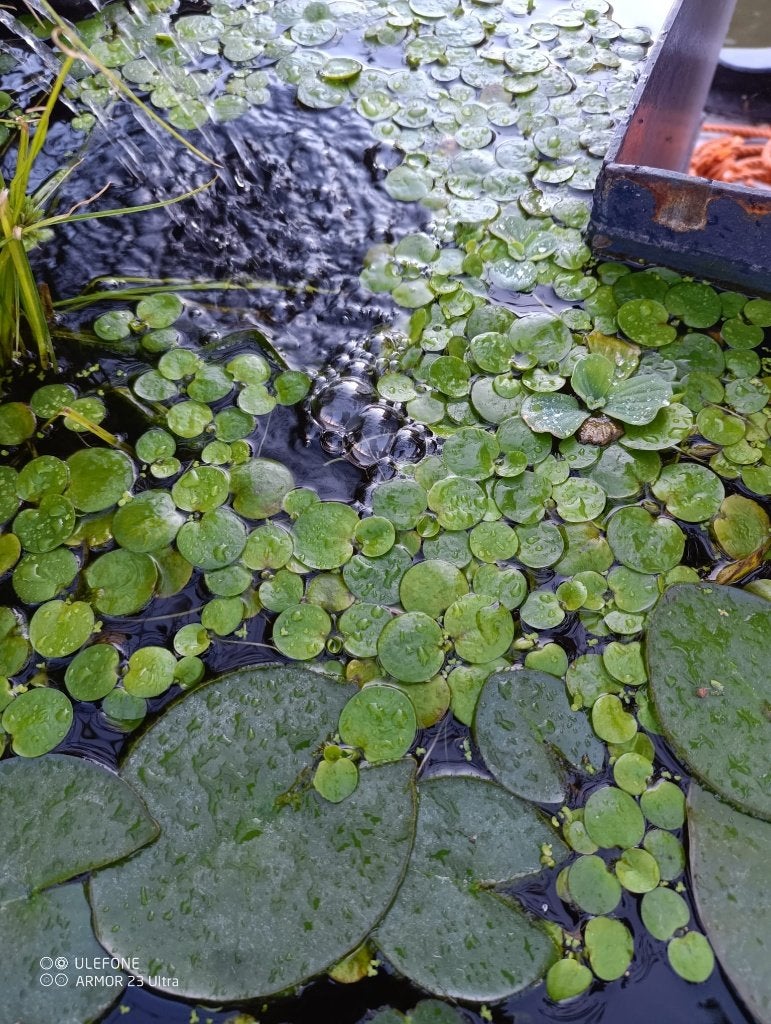 Kikkerbeet vijver- of aquariumplant, Dieren en Toebehoren, Vissen | Aquaria en Toebehoren, Ophalen, Nieuw, Plant(en), Steen of Hout